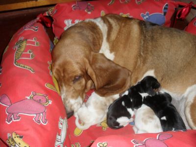 Venda de filhotes de basset hound e shih tzu