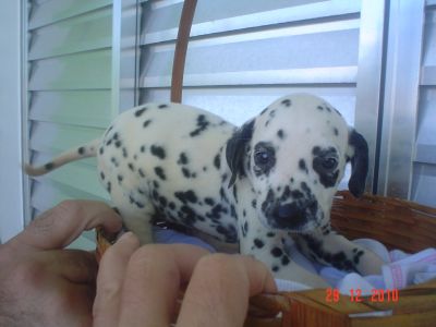 VENDO LINDOS FILHOTES DE VARIAS RAÇAS E PREÇOS 4361-8917 OU 7694-5581