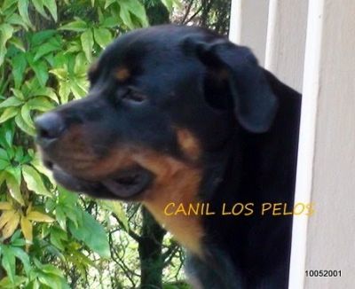 lindos rottweilers