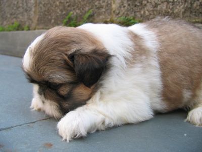 Shih tzu filhote