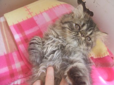 VENDO FILHOTES DE GATO PERSA, COM PEDIGREE, VACINADOS, MACHOS JÁ CASTRADOS