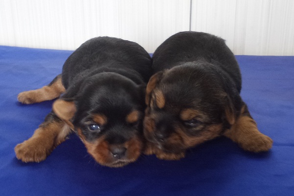 Filhotes de Yorkshire Terrier