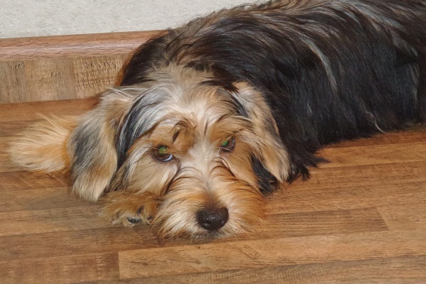 Filhote macho de yorkie - PROMOÇÃO