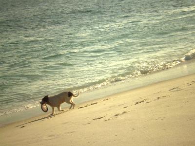 terreno em Praia seca proximo a lagoa centro praia