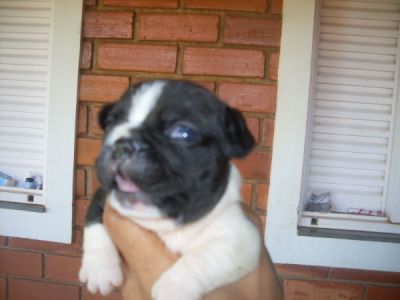 VENDA DE FILHOTES DE BULLDOG FRANCES