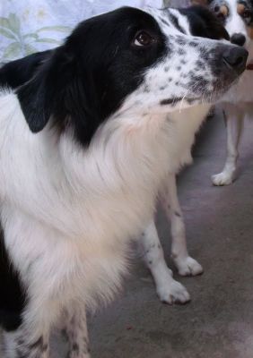 Border collie com um ótimo valor