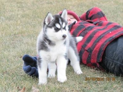 lindo filhote de cachorro Husky Siberiano