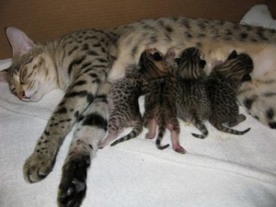  nossos lindos gatinhos disponíveis