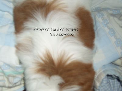 shih-tzu preço inacreditavel macho