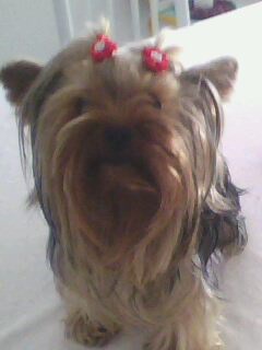 magnificos filhotes yorkshire