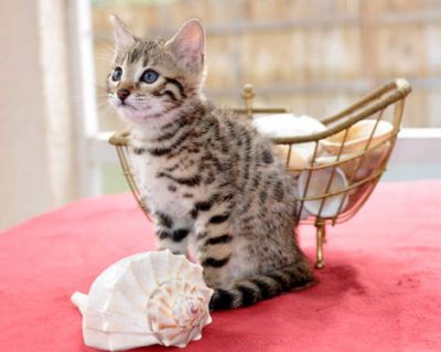 Pendentes gatinhos Bengal disponíveis