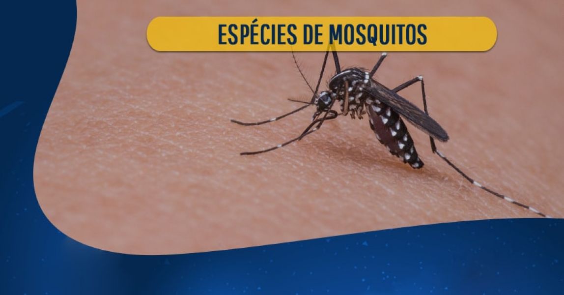 Dedetização contra mosquitos e pernilongos