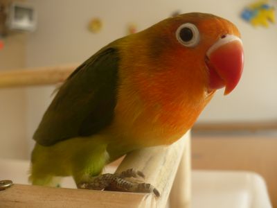 Criadouro Aves Mansas