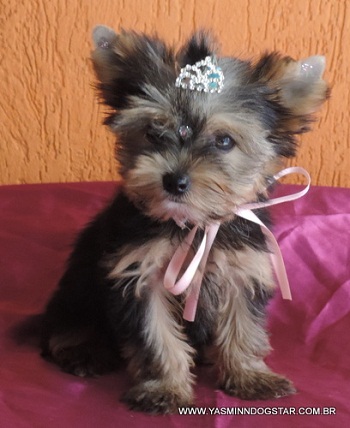 Linda fêmea de Yorkshire micro