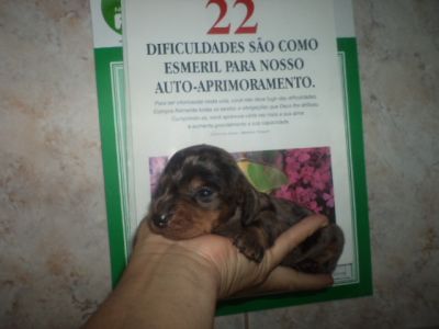 VENDO LINDOS FILHOTES DE VARIAS RAÇAS E PREÇOS 4361-8917 OU 7694-5581