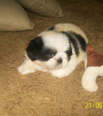 shih-tzu menor porte 3.5kg branco e chocolate SP 11-2279-7645