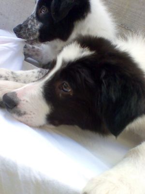 Border collie com um ótimo valor