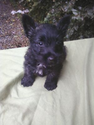 SCOTTISH TERRIER