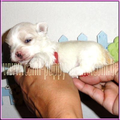 Canil- vd filhotes maltes micro