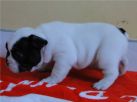 FILHOTES DE  BULLDOGUE FRANCÊS