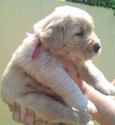 Golden Retriever - excelentes filhotes a venda