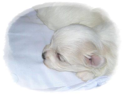 Lindas Micrinhas de Maltês