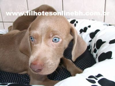 Weimaraner - Canil Filhotes On Line BH