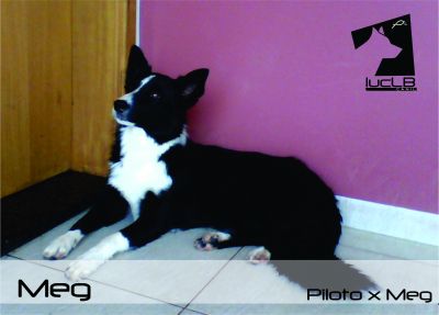 Vendo Filhotes Border Collie