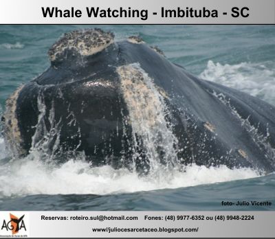 Turismo de Observação de Baleias