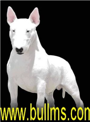 Canil Especializado em Bull Terrier e Staffordshire Bull Terrier