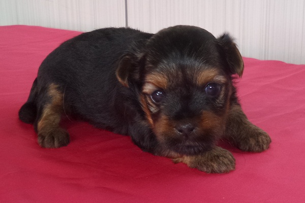 Filhotes de Yorkshire Terrier