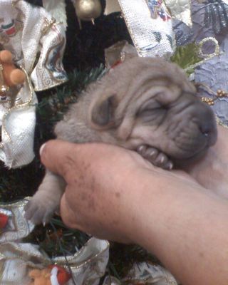 Filhotes de Shar-Pai