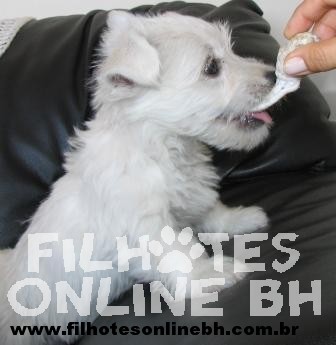 westie - Canil Filhotes On Line BH