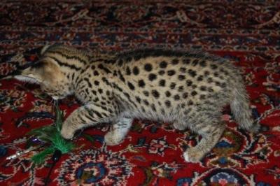  nossos lindos gatinhos disponíveis