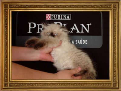 Gatinhos persas e himalaios