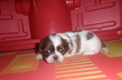 Filhote de Lhasa Apso