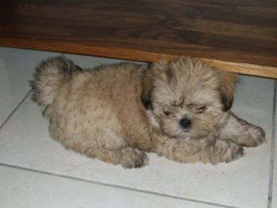 Filhotes de Lhasa Apso (Macho e Fêmea)