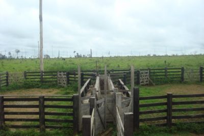 Fazenda de 300 HECTARES NO PARÁ