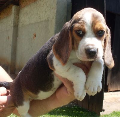 Beagle Mini 13 polegadas