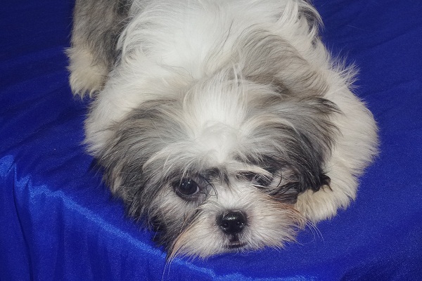 Filhotes Machos de Lhasa Apso - Promoção de Fim de Ano