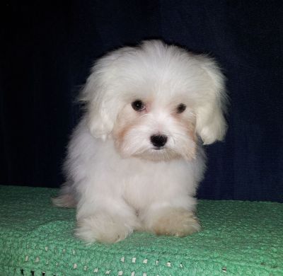 Maltês - Promoção dia das Crianças