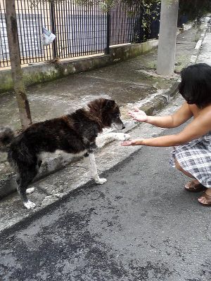 Doa-se Akita Macho Adulto