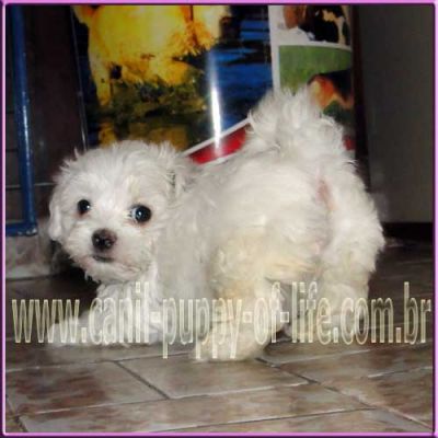 Canil puppy- vd filhotes maltes micro
