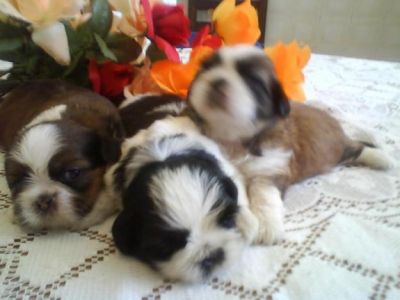 CASA  DO TREM shih tzu disponíveis para adoção.