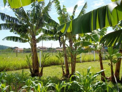 FAZENDA DE 1000 Á 1.200 HAC Á 25 MIL O HACTAR