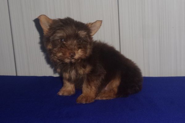 Filhote macho de Yorkshire Terrier Chocolate Micro