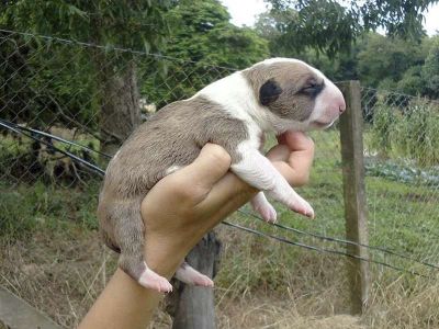 Filhotes Bull Terrier Anabrum