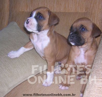 Boxer a venda - Canil Filhotes On Line BH  