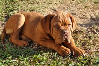 venda de lindos filhotes de dogue de bordeaux