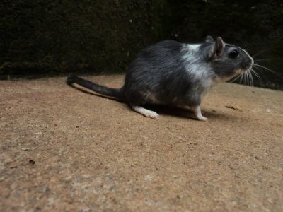 venda de esquilos da mongolia (gerbil)